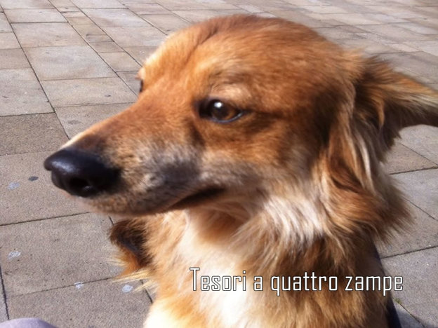 cane_biagio_adottato