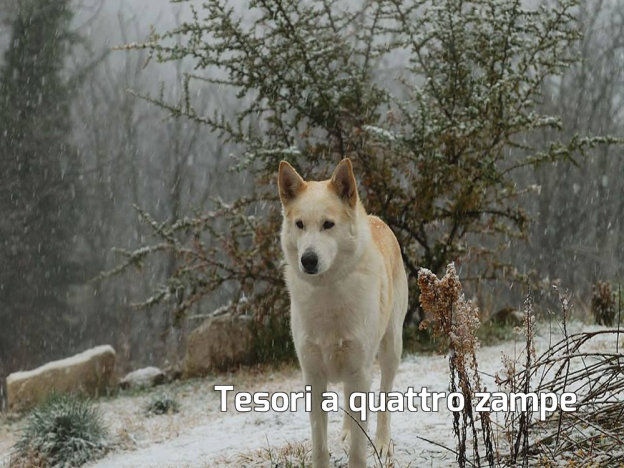 cane_bianco