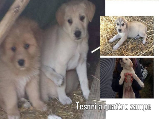 cane_cucciolo_4