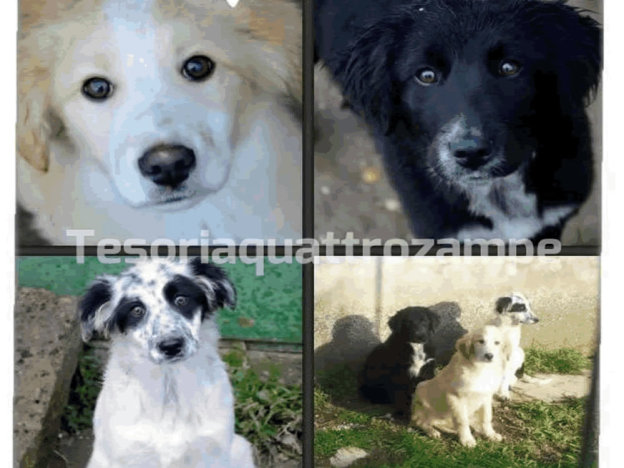 cane_di_poggio_mirteto