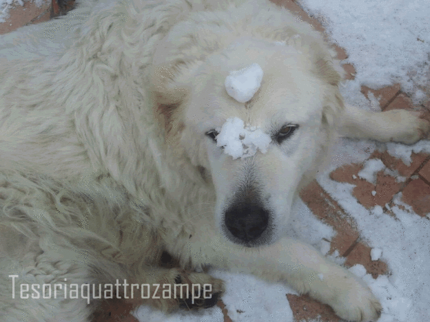 cane_leo_neve