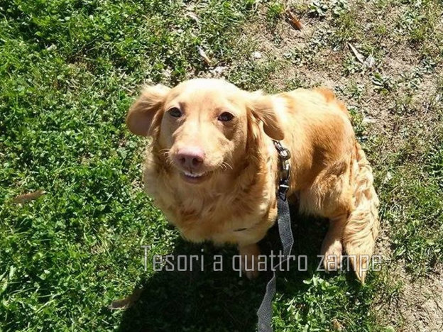 cane_mafalda_sorridente