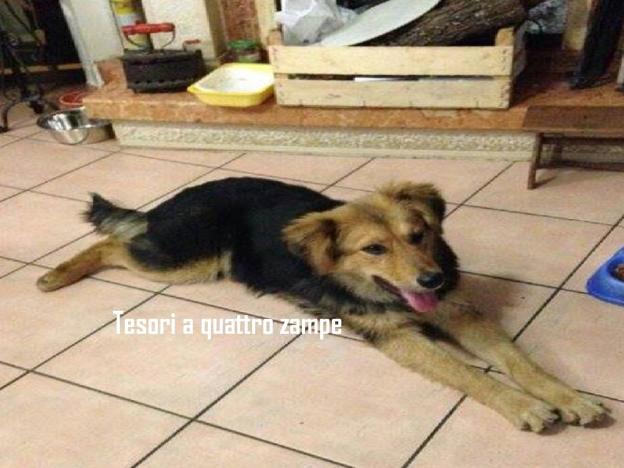 cane_natalina