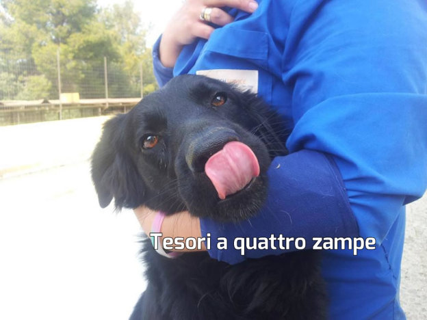 cane_otto