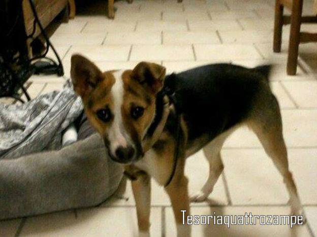 cane_piccola_stallo
