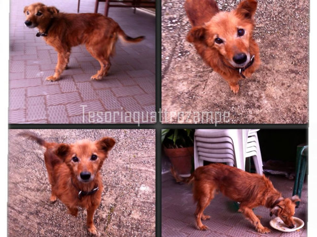 cane_poggio_mirteto