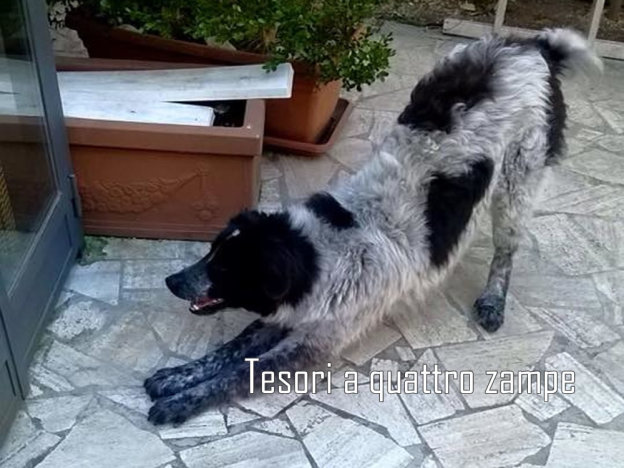 cane_rivodutri