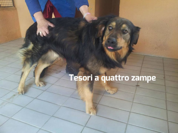 cane_roy