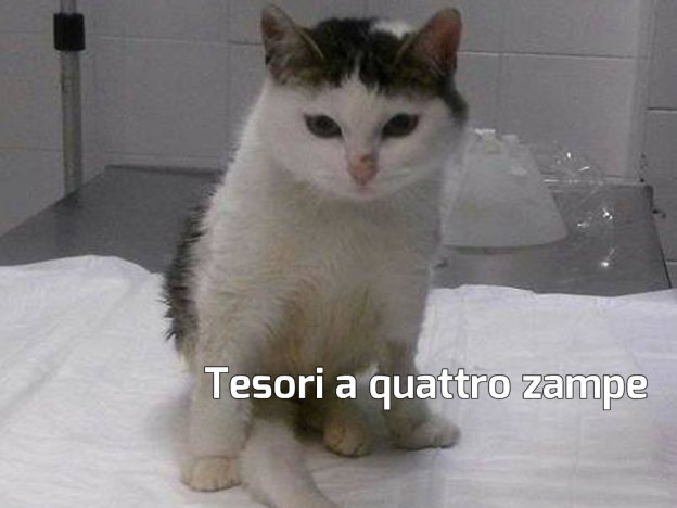 gatto_elliot_3