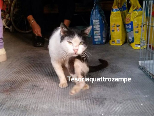 gatto_ringo