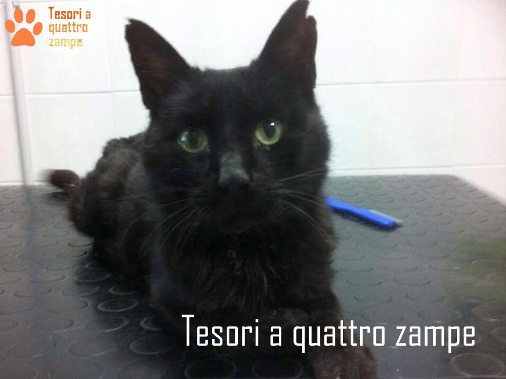 Diamante è scappato e non sta bene. Ritroviamolo