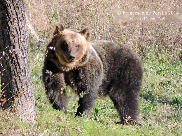 orso_marsicano