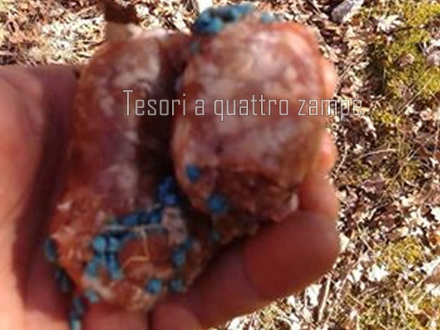 polpette_avvelenata_colli_sul_velino