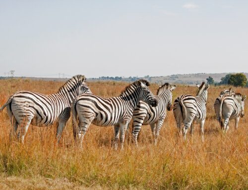 Alla scoperta della Zebra