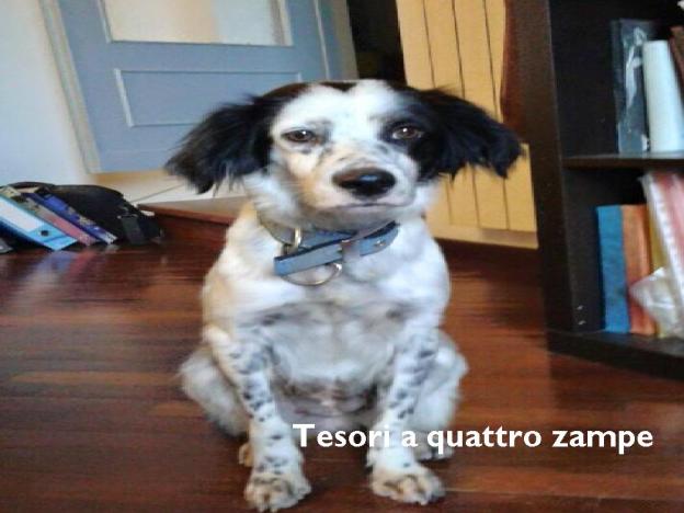 CANE A