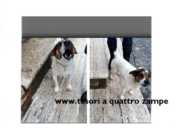 cane_pmirteto_jack_russel