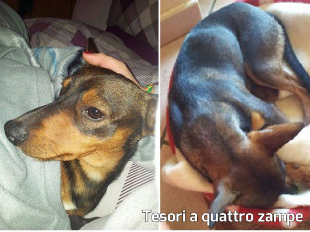 bassotto_smarrito