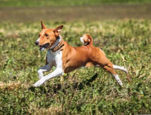 Alla scoperta del Basenji