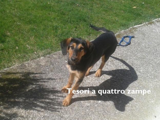 cane_cucciola_pista_ciclabile