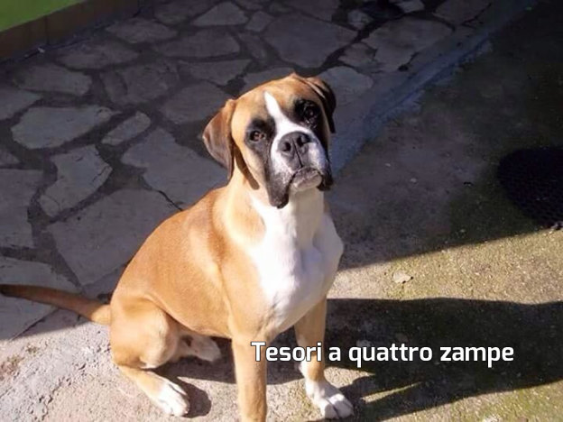 cane_dark