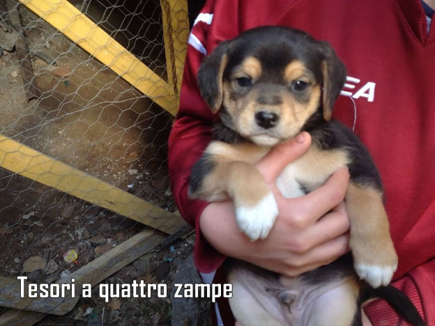 cane_gastone