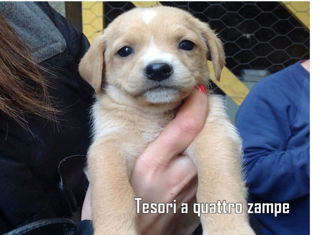 cane_ginger