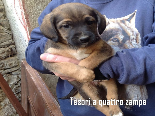 cane_giotto