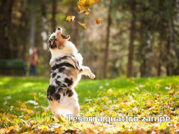 cane_passeggiata_bosco1