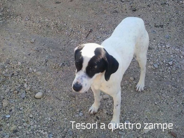 cane_passo_corese_bianco