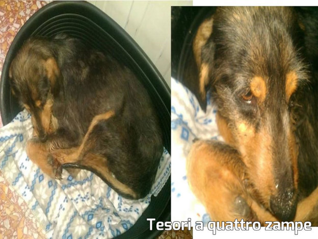 cane_ritrovato_in_sabina