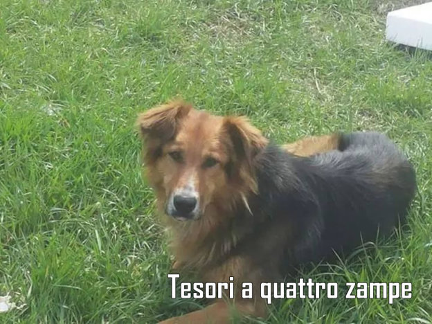 cane_segnalazione_poggio_moiano