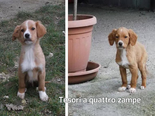 cane_simba_nana