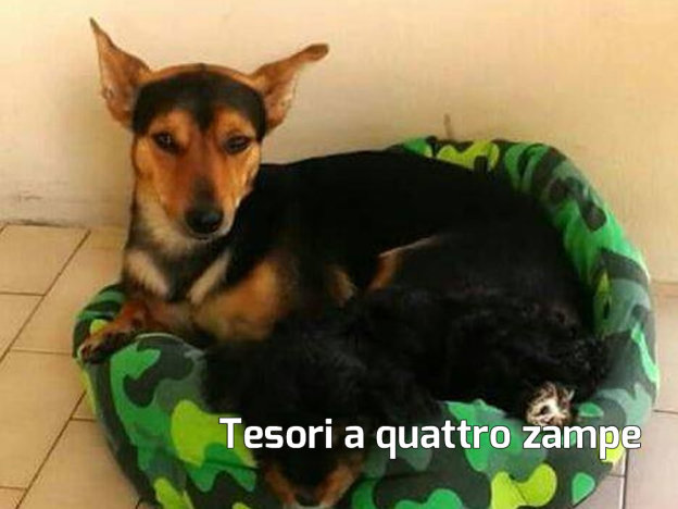 cane_sonny