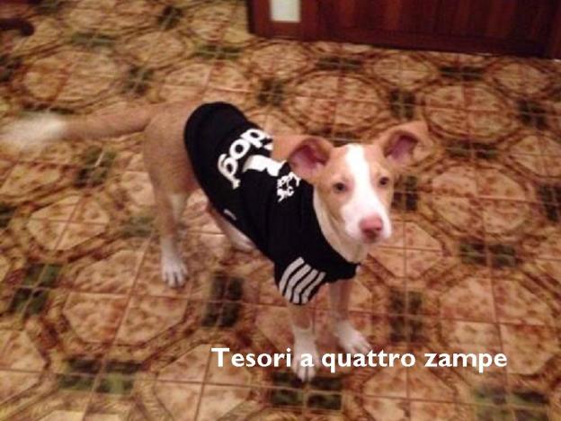 cane_taco