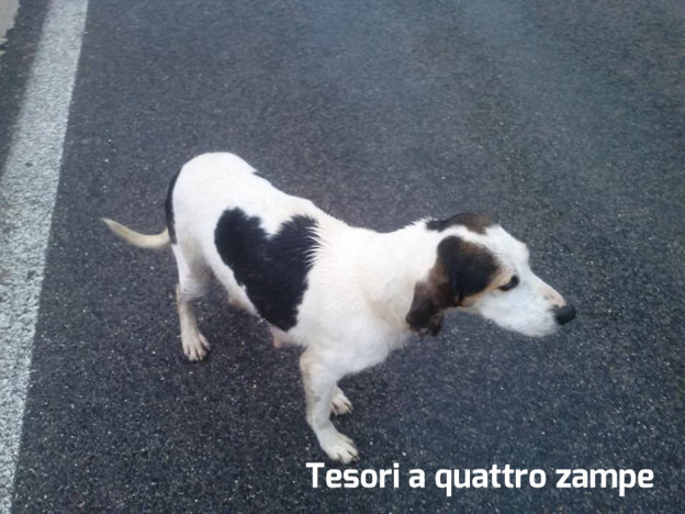 cane_taglia_media_stallo