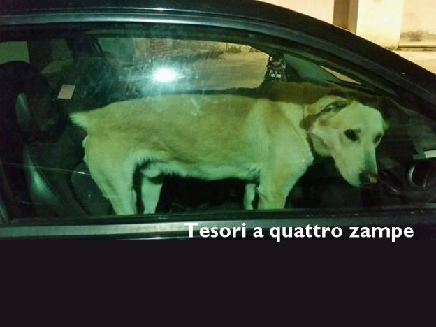 cane_ternana