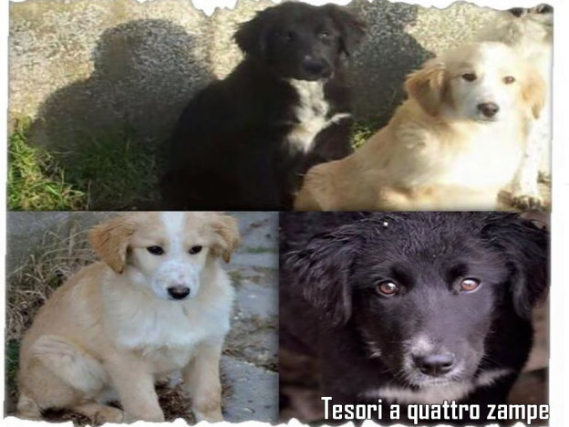 cuccioli_poggio_mirteto_cercano_casa