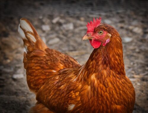 Alla scoperta della Gallina