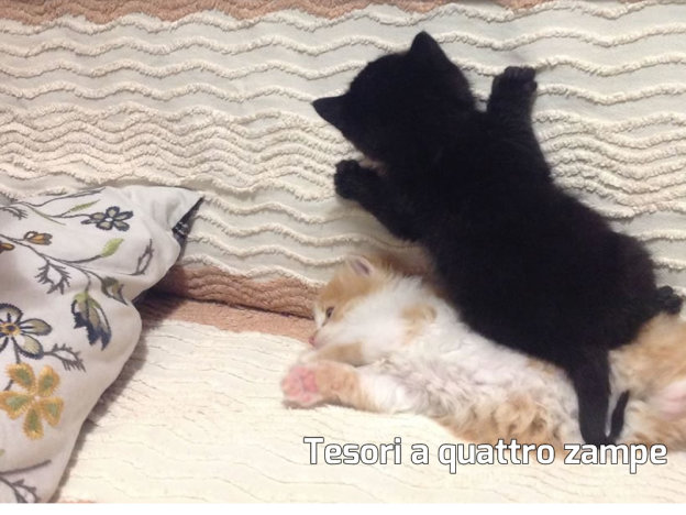 gatto_arancione_nero_volontarie_di_rieti