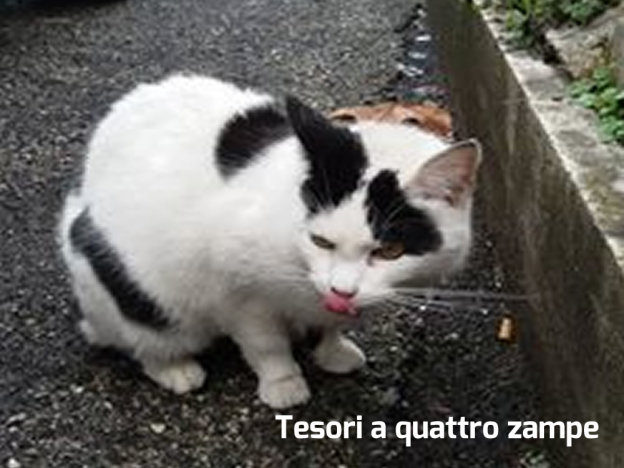 gatto_bianco_e_nero