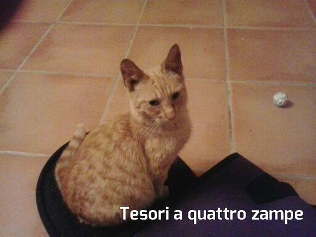 gatto_charlie