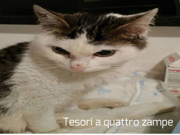 gatto_elliot_4