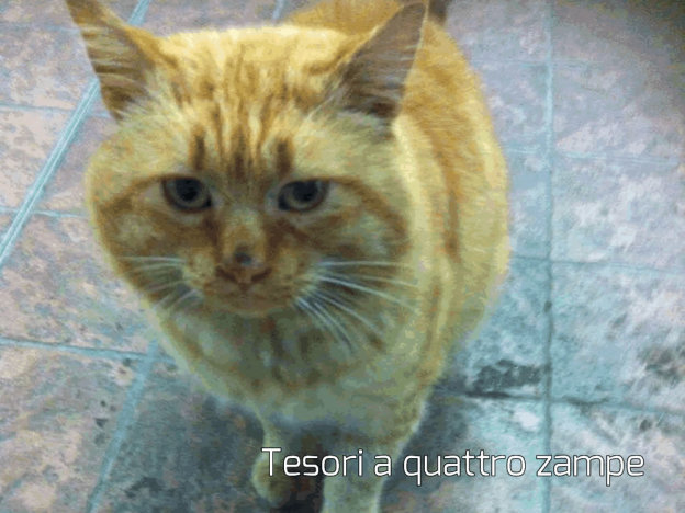 gatto_nello