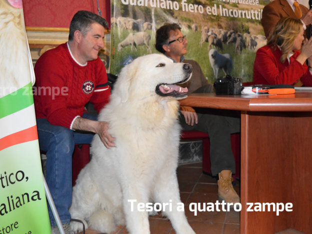 pastore_maremmano_abruzzese_3