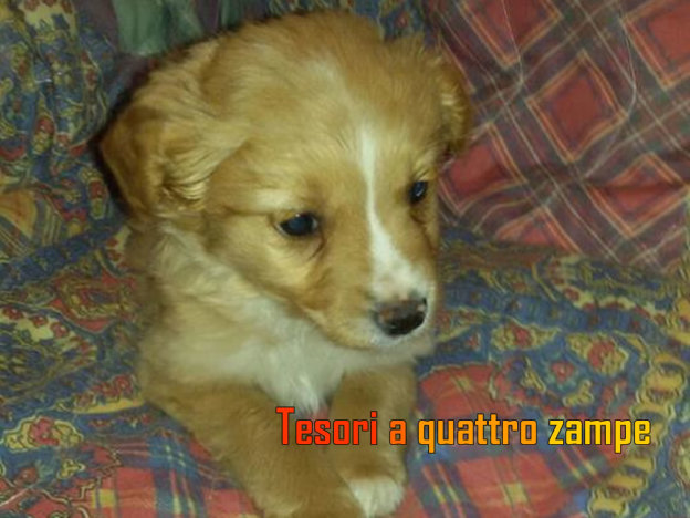 cane_Perla