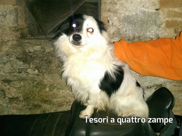 cane_adottato3