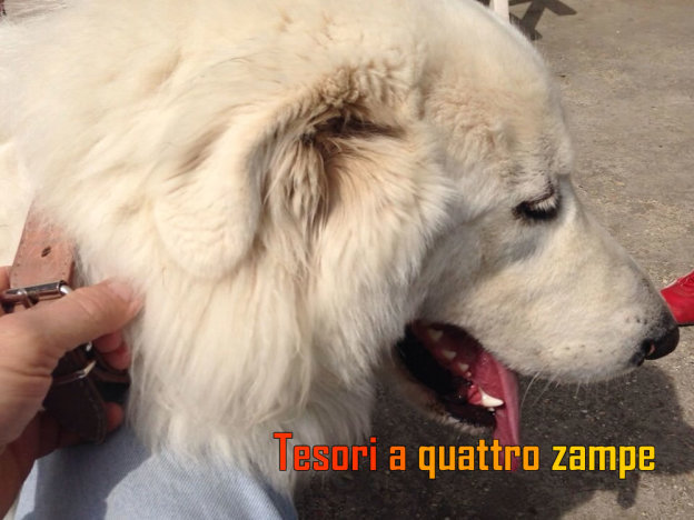 cane_adottato_raffaella