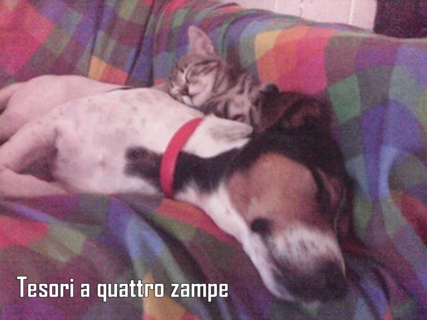 cane_al_varo