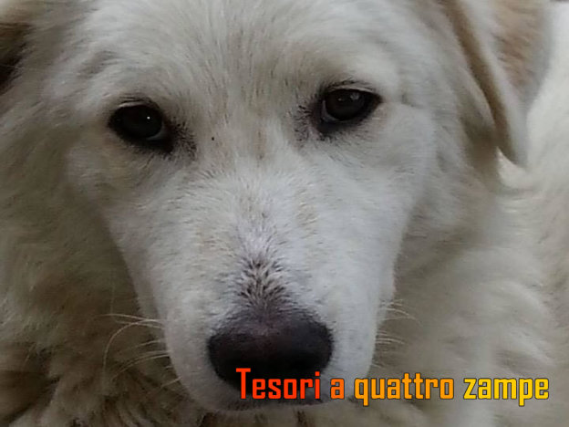 cane_asl_poggio_mirteto