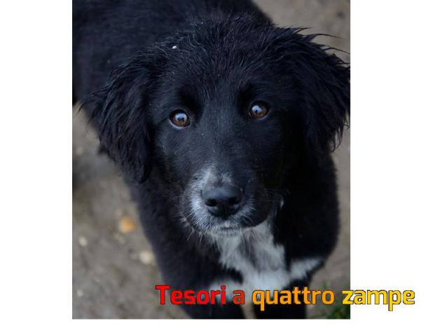 cane_biagio2